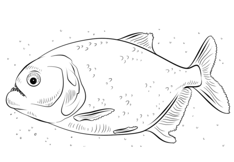 Red Bellied Piranha Coloring Page